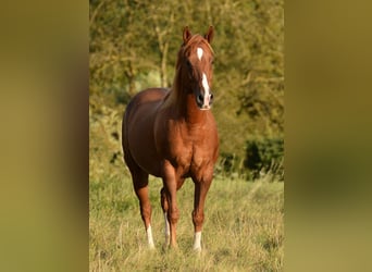 Quarter horse américain, Hongre, 9 Ans, 150 cm, Alezan