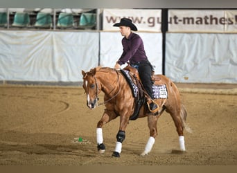 Quarter horse américain, Hongre, 9 Ans, 150 cm, Alezan