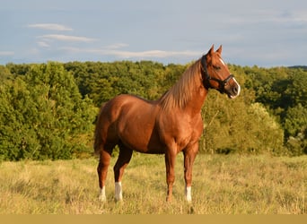 Quarter horse américain, Hongre, 9 Ans, 150 cm, Alezan