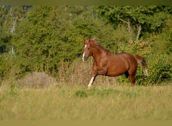 Quarter horse américain, Hongre, 9 Ans, 150 cm, Alezan
