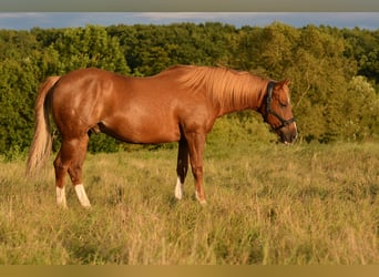 Quarter horse américain, Hongre, 9 Ans, 150 cm, Alezan