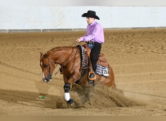 Quarter horse américain, Hongre, 9 Ans, 150 cm, Alezan
