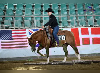 Quarter horse américain, Hongre, 9 Ans, 150 cm, Alezan