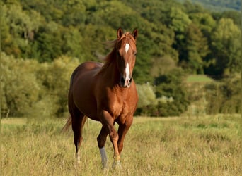 Quarter horse américain, Hongre, 9 Ans, 150 cm, Alezan
