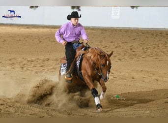 Quarter horse américain, Hongre, 9 Ans, 150 cm, Alezan