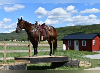 Quarter horse américain, Hongre, 9 Ans, 150 cm, Bai brun