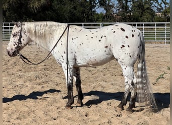 Quarter horse américain, Hongre, 9 Ans, 150 cm, Blanc