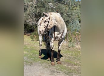 Quarter horse américain, Hongre, 9 Ans, 150 cm, Blanc