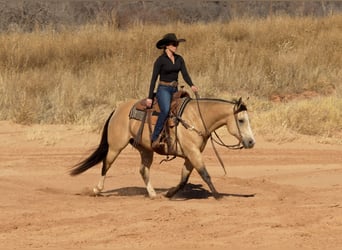 Quarter horse américain, Hongre, 9 Ans, 150 cm, Buckskin