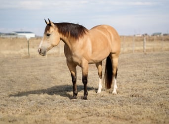 Quarter horse américain, Hongre, 9 Ans, 150 cm, Buckskin