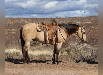 Quarter horse américain, Hongre, 9 Ans, 150 cm, Buckskin