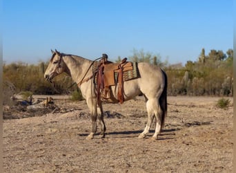 Quarter horse américain, Hongre, 9 Ans, 150 cm, Buckskin