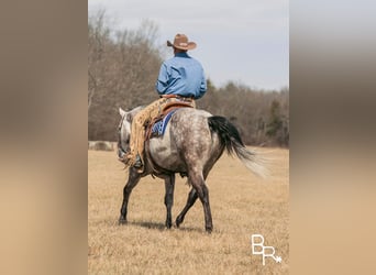 Quarter horse américain, Hongre, 9 Ans, 150 cm, Gris pommelé
