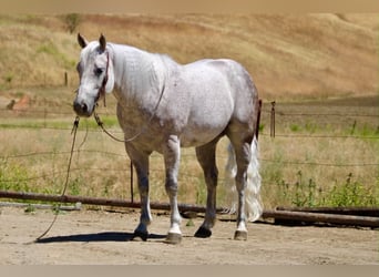 Quarter horse américain, Hongre, 9 Ans, 150 cm, Gris