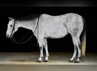 Quarter horse américain, Hongre, 9 Ans, 150 cm, Gris