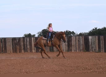 Quarter horse américain, Hongre, 9 Ans, 150 cm, Isabelle