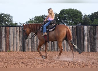 Quarter horse américain, Hongre, 9 Ans, 150 cm, Isabelle