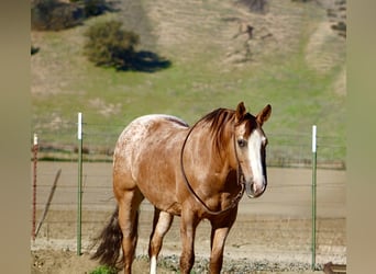 Quarter horse américain, Hongre, 9 Ans, 150 cm, Rouan Rouge