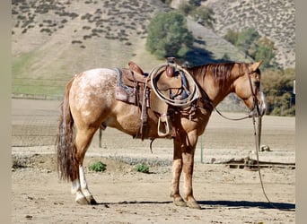 Quarter horse américain, Hongre, 9 Ans, 150 cm, Rouan Rouge