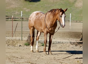 Quarter horse américain, Hongre, 9 Ans, 150 cm, Rouan Rouge