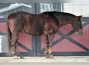Quarter horse américain, Hongre, 9 Ans, 152 cm, Alezan brûlé