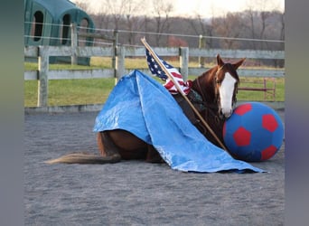 Quarter horse américain, Hongre, 9 Ans, 152 cm, Alezan cuivré