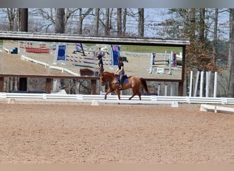 Quarter horse américain, Hongre, 9 Ans, 152 cm, Alezan cuivré