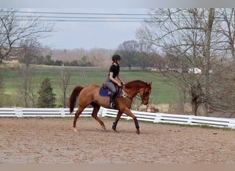 Quarter horse américain, Hongre, 9 Ans, 152 cm, Alezan cuivré
