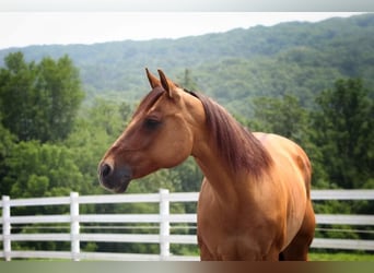 Quarter horse américain, Hongre, 9 Ans, 152 cm, Alezan dun