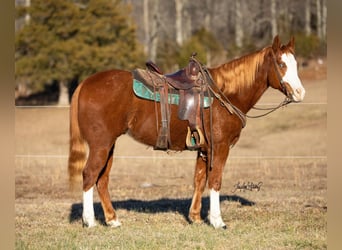 Quarter horse américain, Hongre, 9 Ans, 152 cm, Alezan