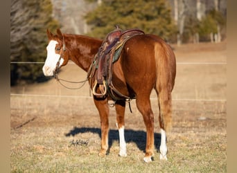 Quarter horse américain, Hongre, 9 Ans, 152 cm, Alezan