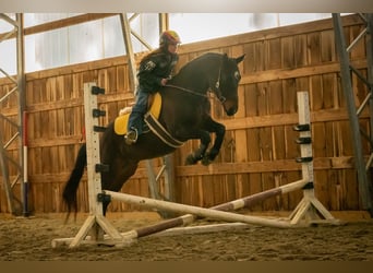 Quarter horse américain, Hongre, 9 Ans, 152 cm, Bai cerise