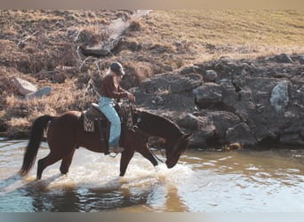 Quarter horse américain, Hongre, 9 Ans, 152 cm, Bai cerise