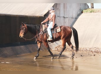 Quarter horse américain, Hongre, 9 Ans, 152 cm, Bai cerise