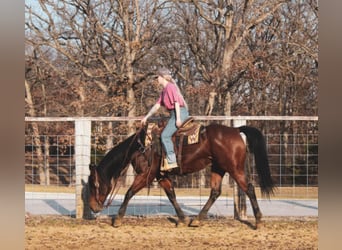 Quarter horse américain, Hongre, 9 Ans, 152 cm, Bai cerise