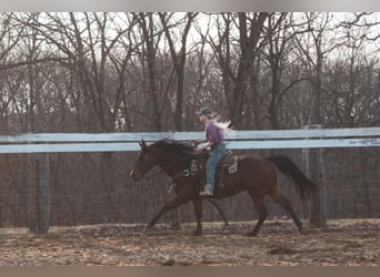 Quarter horse américain, Hongre, 9 Ans, 152 cm, Bai cerise