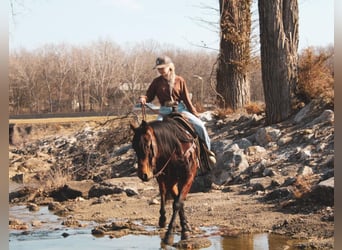 Quarter horse américain, Hongre, 9 Ans, 152 cm, Bai cerise