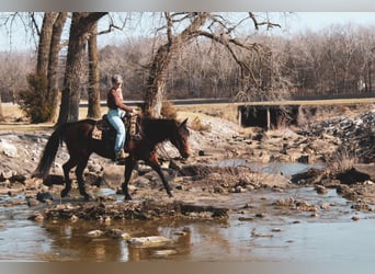 Quarter horse américain, Hongre, 9 Ans, 152 cm, Bai cerise