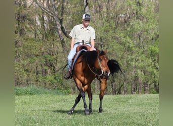 Quarter horse américain, Hongre, 9 Ans, 152 cm, Bai cerise