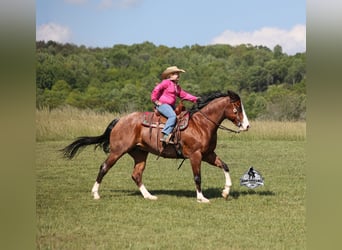 Quarter horse américain, Hongre, 9 Ans, 152 cm, Bai cerise