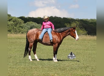 Quarter horse américain, Hongre, 9 Ans, 152 cm, Bai cerise