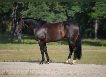 Quarter horse américain, Hongre, 9 Ans, 152 cm, Bai