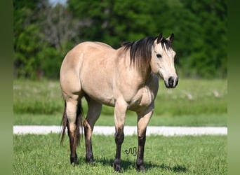 Quarter horse américain, Hongre, 9 Ans, 152 cm, Buckskin
