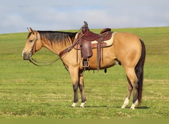 Quarter horse américain, Hongre, 9 Ans, 152 cm, Buckskin