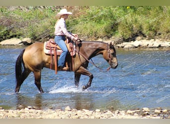 Quarter horse américain, Hongre, 9 Ans, 152 cm, Buckskin