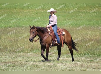 Quarter horse américain, Hongre, 9 Ans, 152 cm, Buckskin