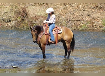 Quarter horse américain, Hongre, 9 Ans, 152 cm, Buckskin