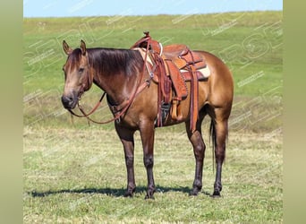 Quarter horse américain, Hongre, 9 Ans, 152 cm, Buckskin