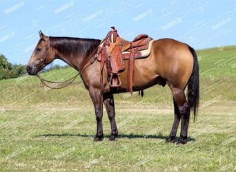 Quarter horse américain, Hongre, 9 Ans, 152 cm, Buckskin