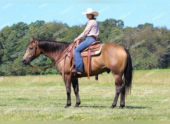 Quarter horse américain, Hongre, 9 Ans, 152 cm, Buckskin